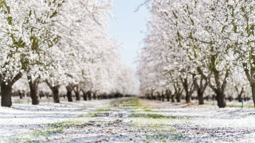 Almond Orchard Blossoms Northern California
